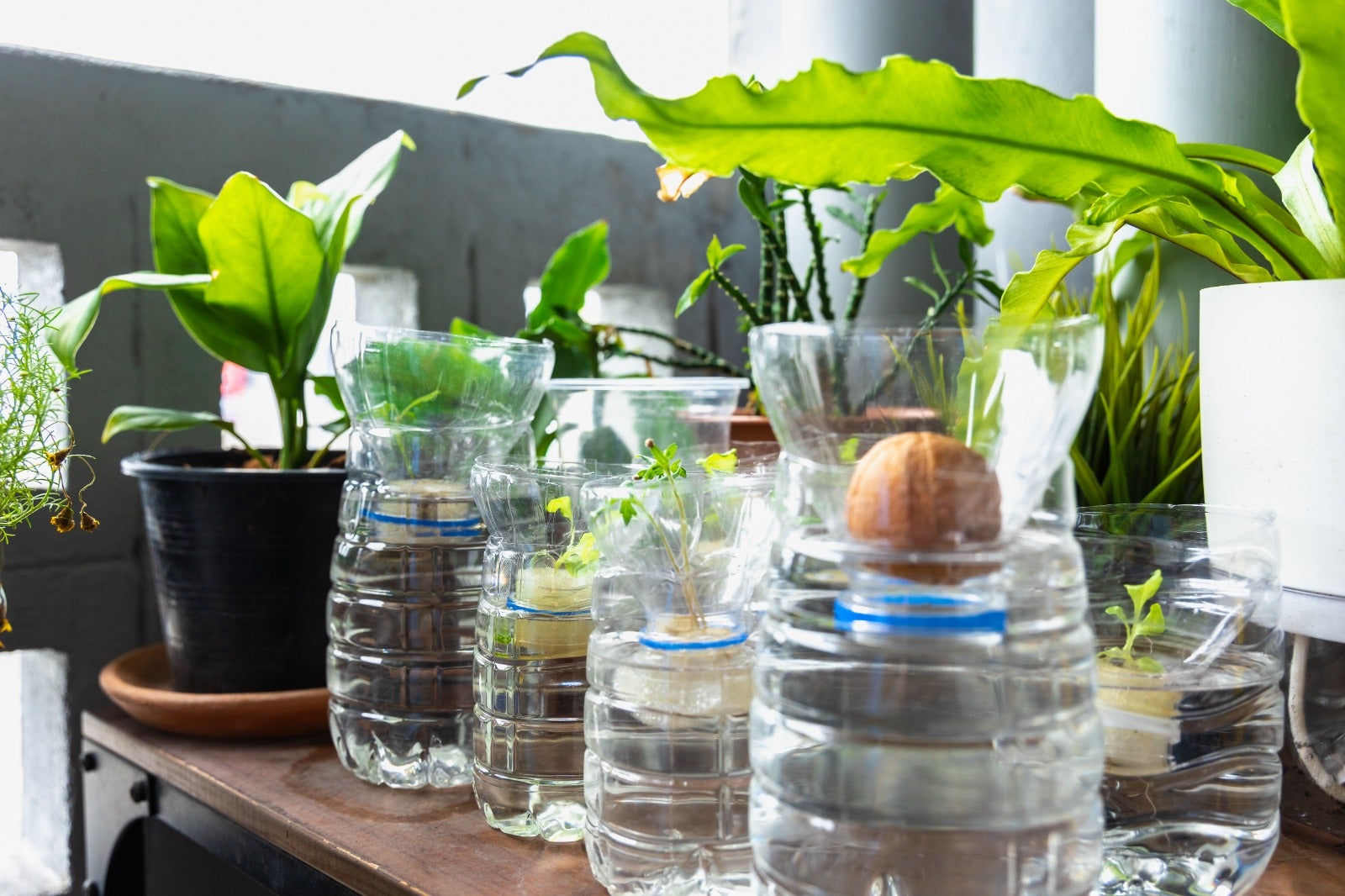 Pot Tanam dari Botol Plastik