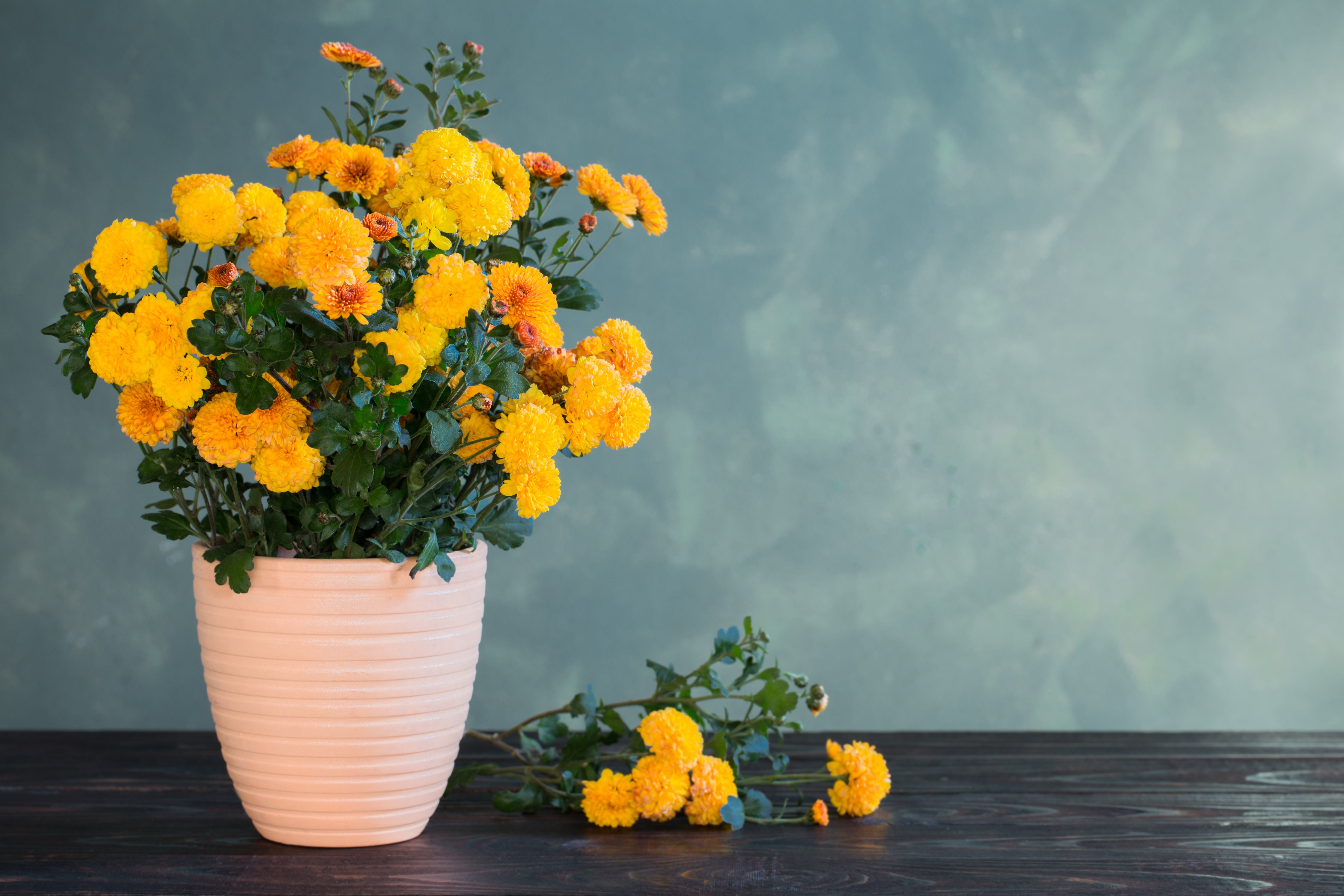 chrysanthemum-pot-green-wall