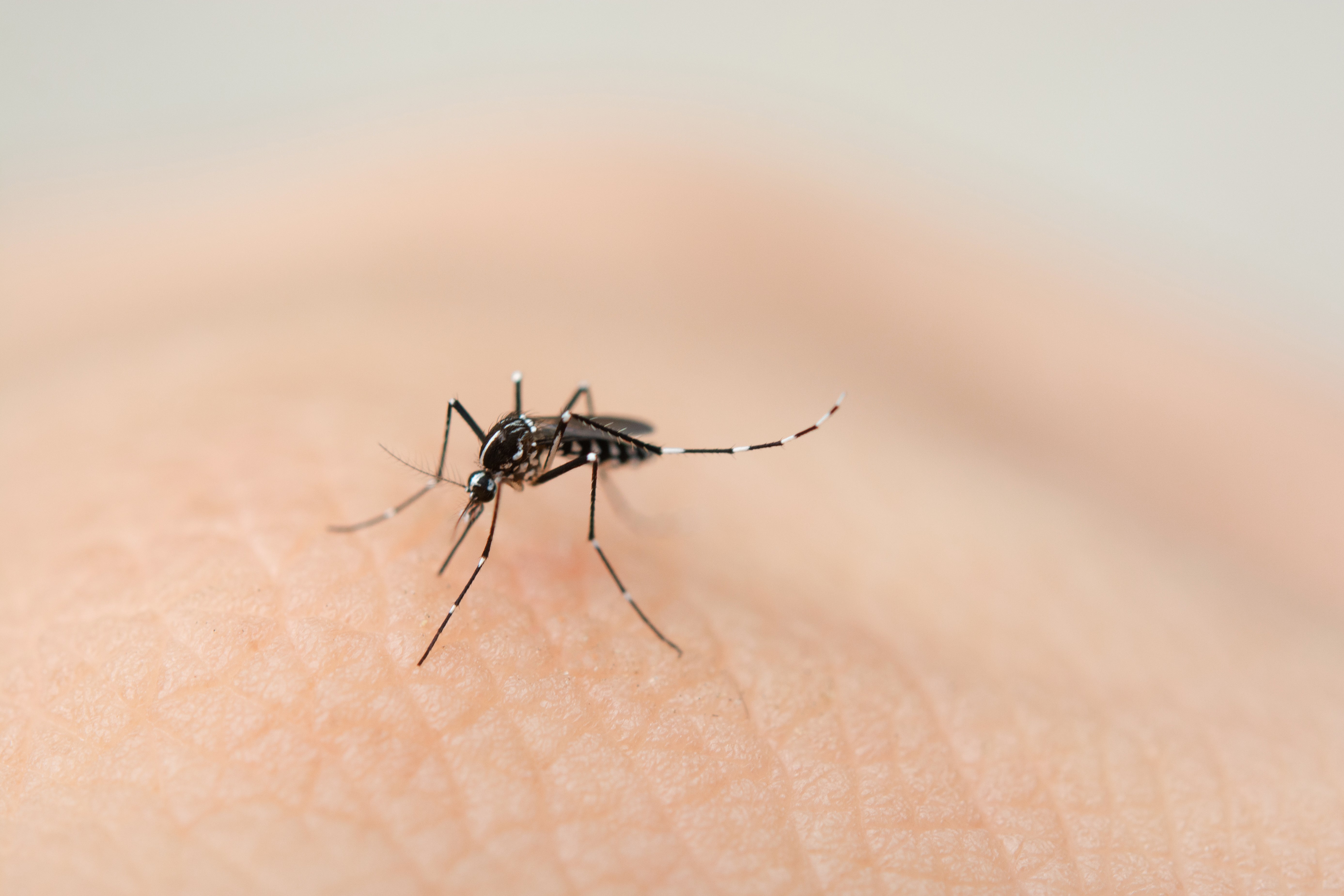 tips to prevent mosquito bites