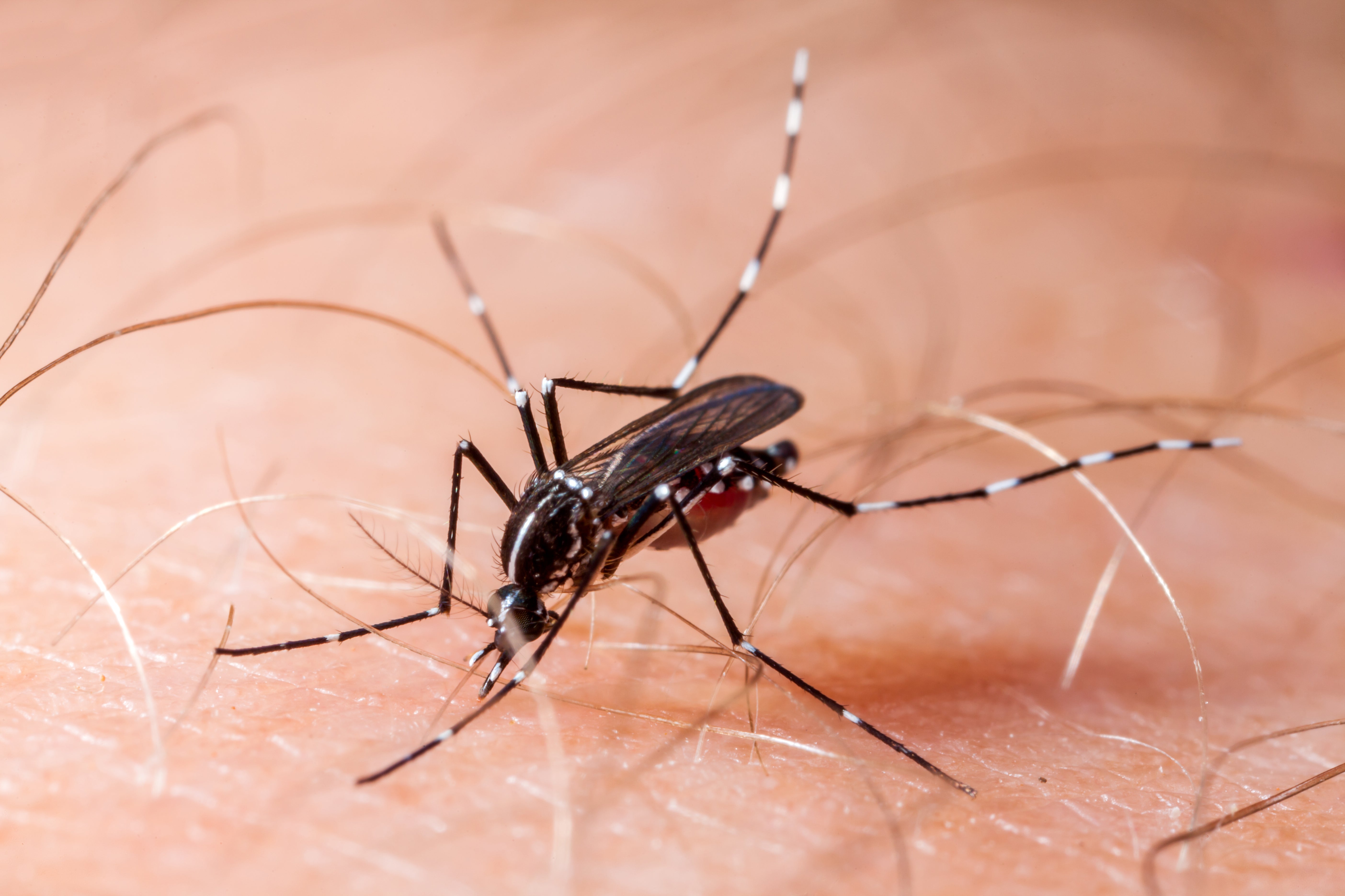 Aedes albopictus: This mosquito is also known as the Asian tiger mosquito