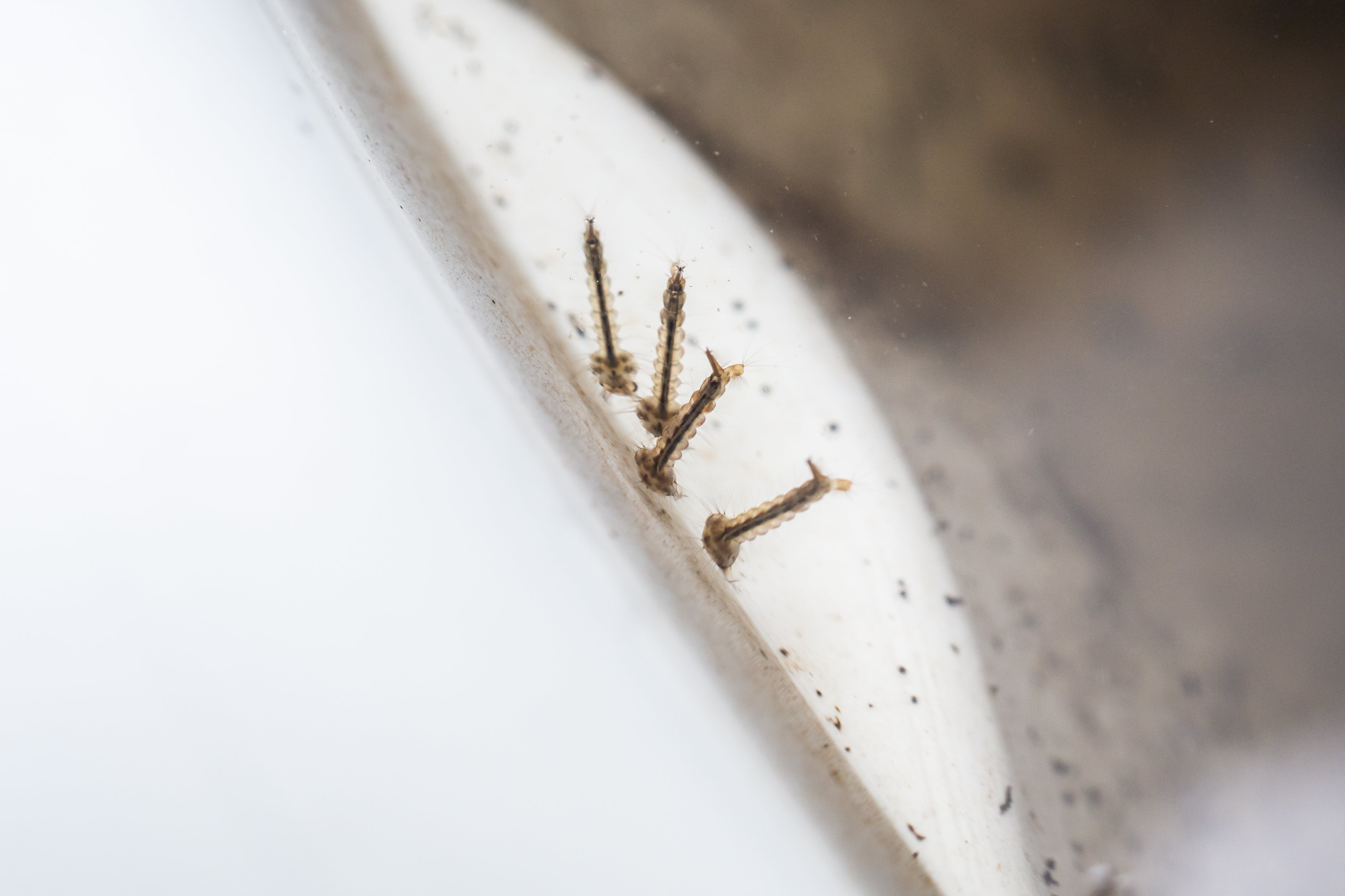 mosquito larva close up