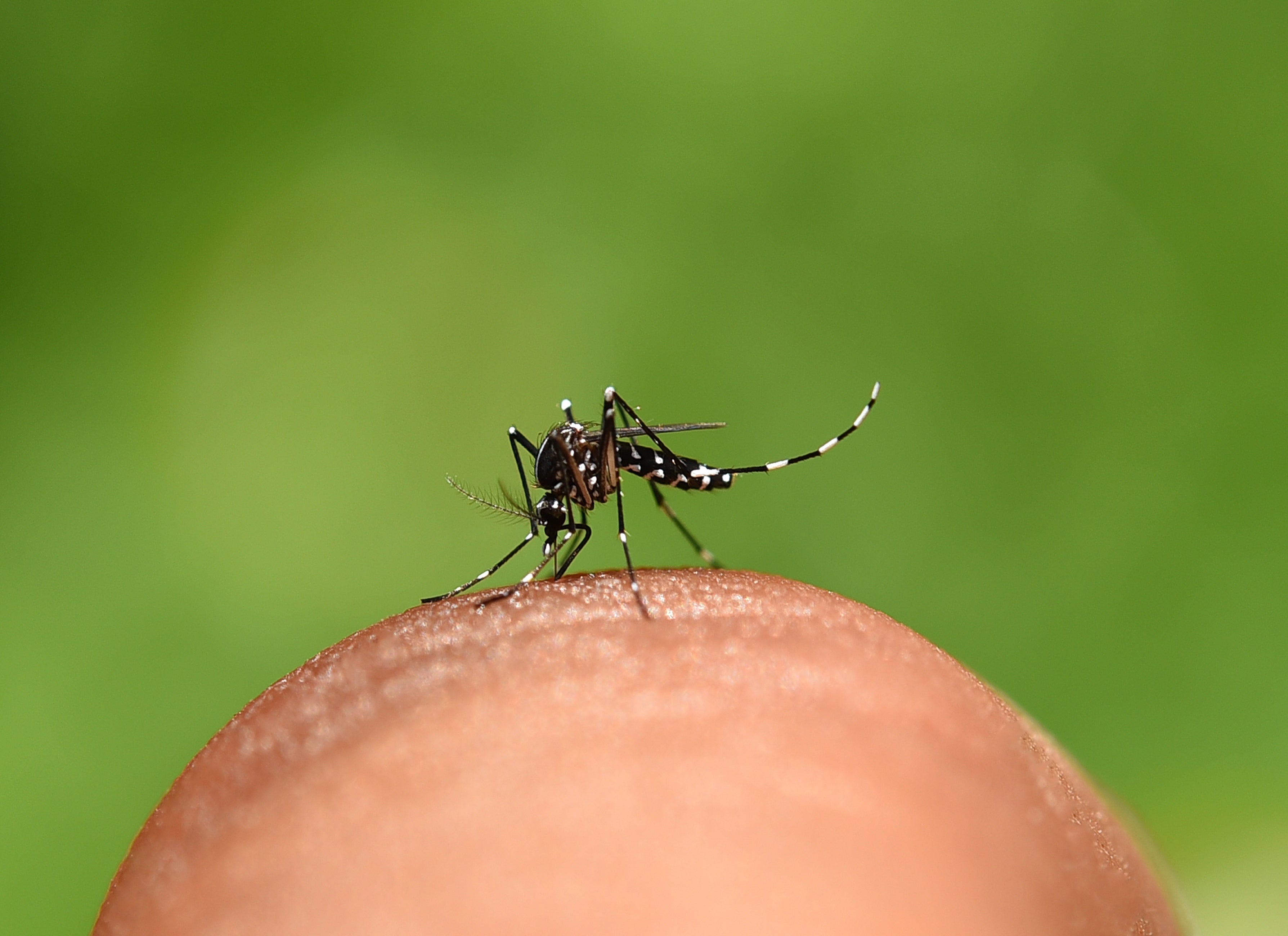 Aedes polynesiensis: This mosquito is found in several parts of Indonesia and is known as a vector for dengue in specific regions