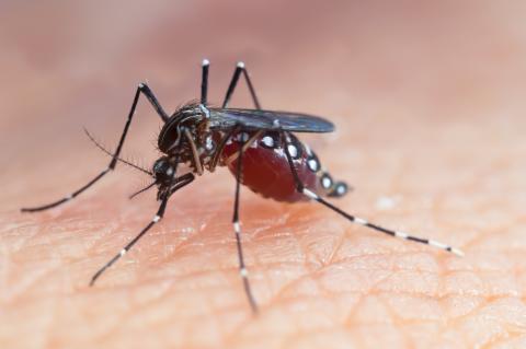 Seiring berjalannya waktu, muncul berbagai mitos seputar nyamuk dan kebiasaan menggigit manusia. Salah satu mitos yang umum terdengar adalah bahwa hanya nyamuk betina yang menggigit manusia.