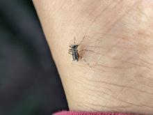 closeup-mosquito-perched-someone-s-hand-suck-blood